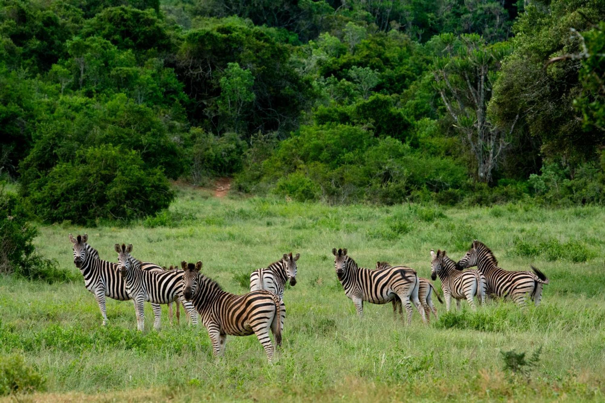 Hopewell Private Game Reserve Buyskloof Exterior photo