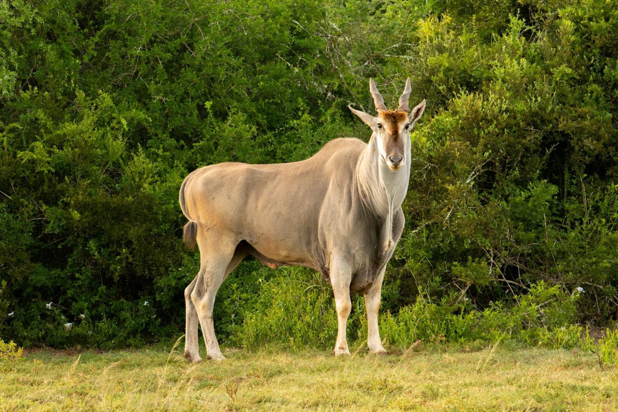 Hopewell Private Game Reserve Buyskloof Exterior photo