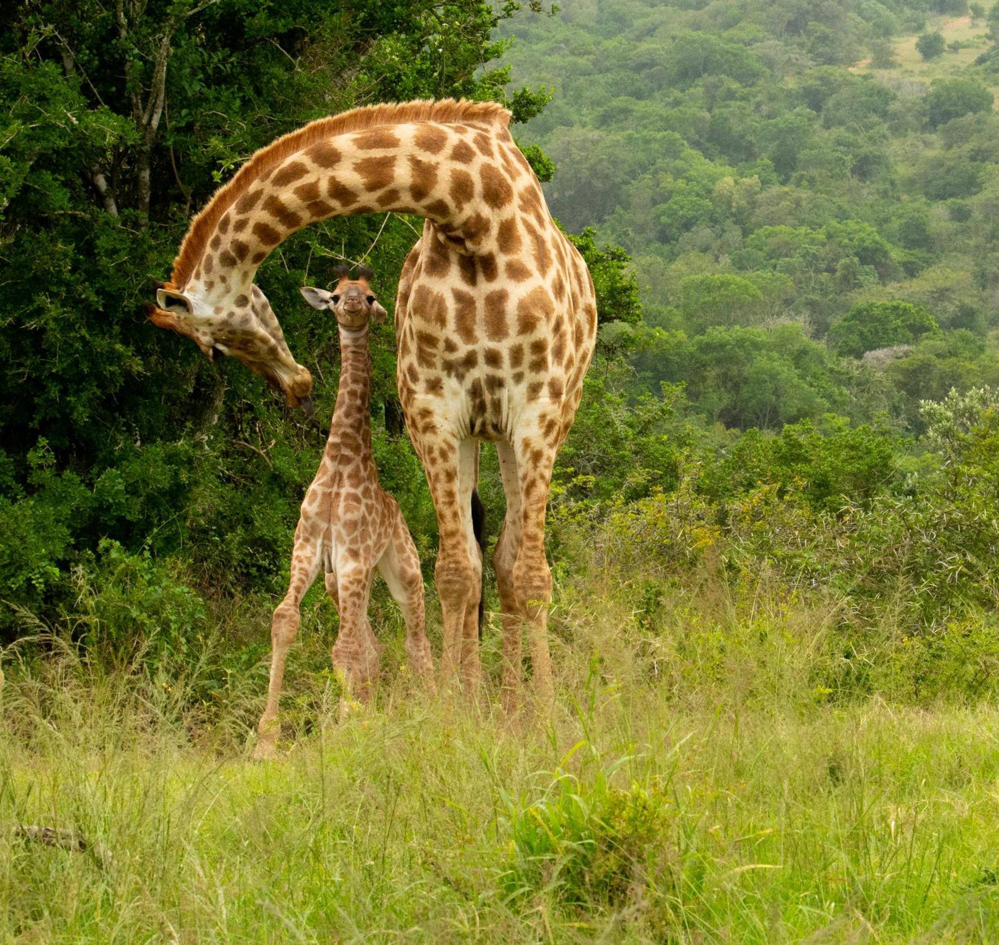 Hopewell Private Game Reserve Buyskloof Exterior photo