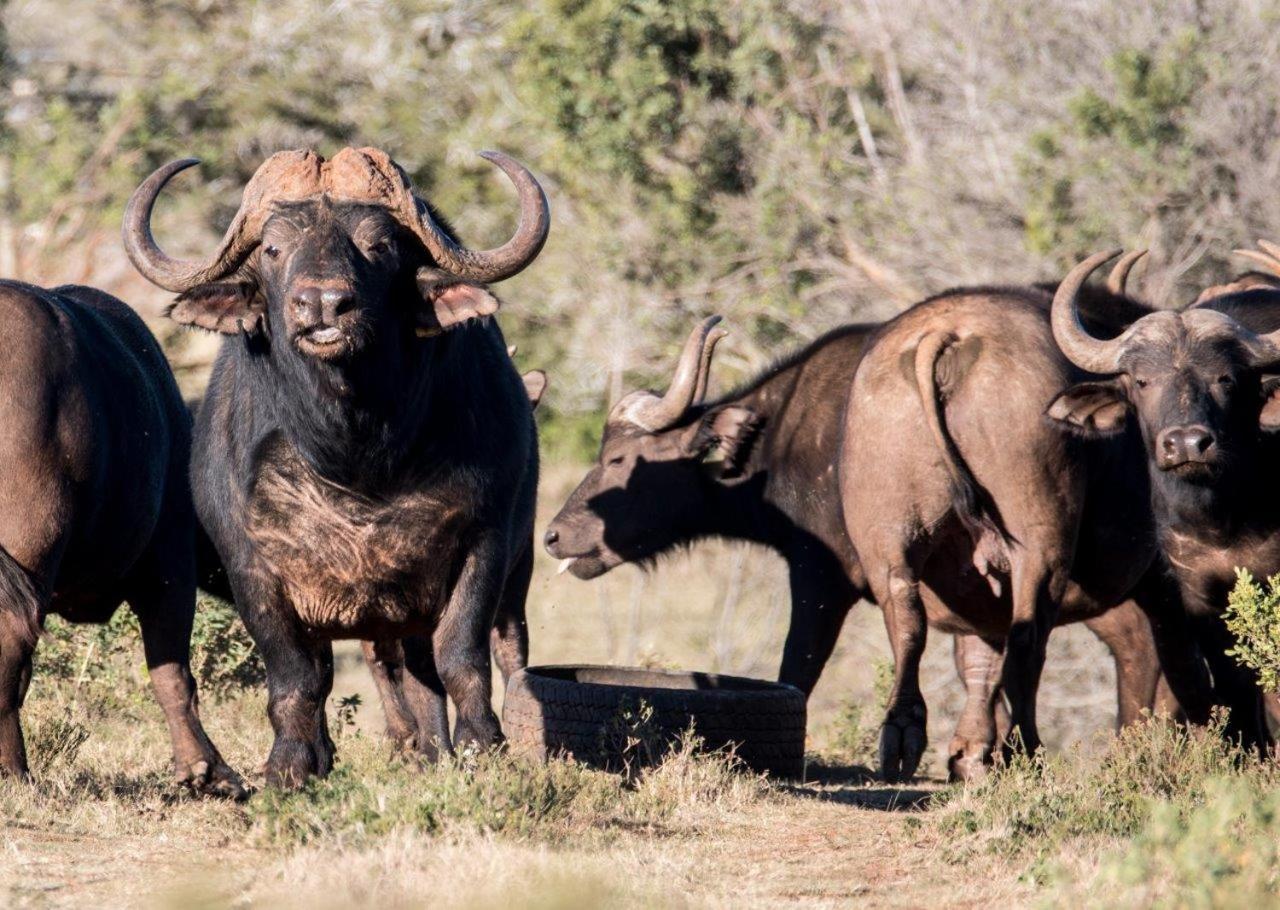 Hopewell Private Game Reserve Buyskloof Exterior photo